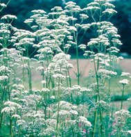 VALERIAN-COMMON***NON-ORGANIC****5,000 SEED