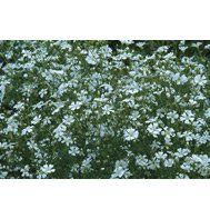 GYPSOPHILA-covent-garden market*********3,000 SEED!
