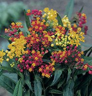 ASCLEPIAS-SILKY FORMULA MIX*****125 SEED