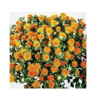 CARTHAMUS (SAFFLOWER)***ORGANIC*****125 SEED