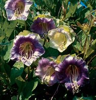 COBAEA (CUP AND SAUCER VINE****HEIRLOOM***125 SEED