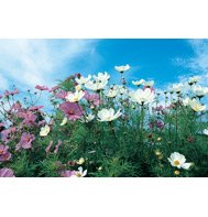 COSMOS-SENSATION MIX***HEIRLOOM*****1,000 SEED