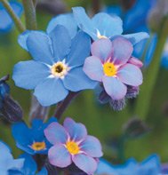 FORGET-ME-NOT-BOBO BLUE*****HEIRLOOM******500 SEED
