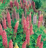 LUPINE RUSSEL-EXTRA CHOICE MIX****HEIRLOOM*****300 SEED