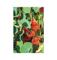 NASTURTIUM-EMPRESS OF INDIA****HEIRLOOM***