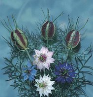 NIGELLA-LOVE-IN-A-MIST****HEIRLOOM****2,500 SEED