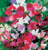 SWEET PEA-OLD SPICE MIX***HEIRLOOM****150 SEED