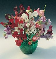 SWEET PEA-ROYAL MIX***NEIRLOOM****150 SEED