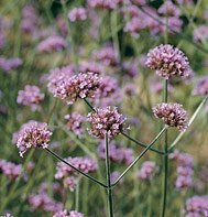 VERBENA-BONARIENSIS*****HEIRLOOM****1,000 SEED