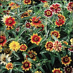 ZINNIA-PERSIAN CARPET***HEIRLOOM*****1,500 SEED