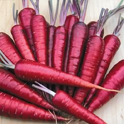 CARROT-DRAGON***HEIRLOOM & ORGANIC****250 SEED