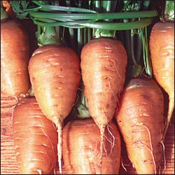 CARROT-OXHEART***HEIRLOOM****1,000 SEED