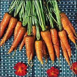 CARROT-ST. VALERY***HEIRLOOM****2,000 SEED
