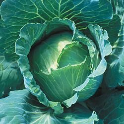 CABBAGE-COPENHAGEN MARKET***HEIRLOOM*****700 SEED