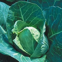CABBAGE-EARLY JERSEY WAKEFIELD***HEIRLOOM****700 SEED