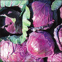 CABBAGE_MAMMOTH RED ROCK***HEIRLOOM****700 SEED