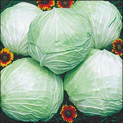 CABBAGE-PREMIUM LATE FLAT DUTCH***HEIRLOOM***700 SEED