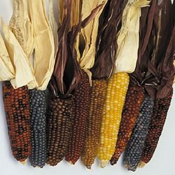 CORN-BABY FINGERS***HEIRLOOM*****250 SEED