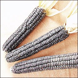CORN-BLACK AZTEC***HEIRLOOM*****300 SEED