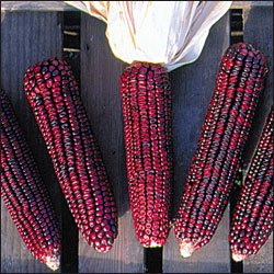 CORN-BLOODY BUTCHER***HEIRLOOM*****300 SEED