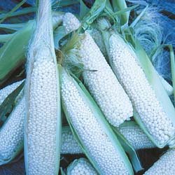 CORN-COUNTRY GENTLEMEN***HEIRLOOM & ORGANIC*****250 SEED