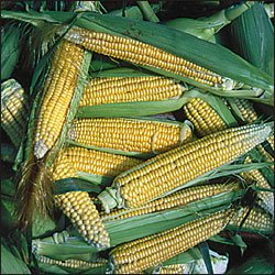 CORN-GOLDEN BANTAM IMPROVED***HEIRLOOM & ORGANIC****250 SEED
