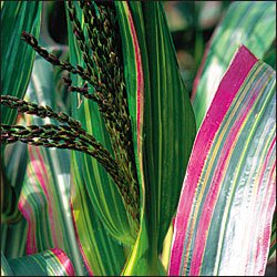 CORN-JAPONICA STRIPED**HEIRLOOM & ORGANIC****125 SEED