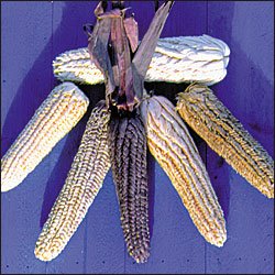 CORN-POD CORN***HEIRLOOM*****300 SEED