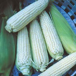 CORN-STOWELL'S EVERGREEN**HEIRLOOM & ORGANIC****250 SEED