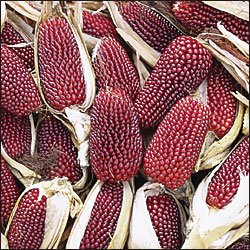 CORN-TWO INCH STRAWBERRY POPCORN**HEIRLOOM & ORGANIC***250 SEED