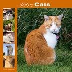365 Days of Cats 2008 Wall Calendar