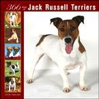 365 Days of Jack Russell Terriers 2008 Wall Calendar