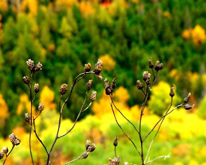 Copper Harbor in Fall--Brockway Mountain--#2