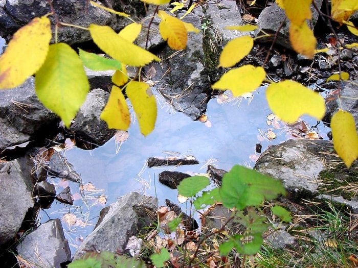 Fall leaves--#1
