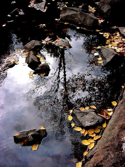 Fall Leaves--#2