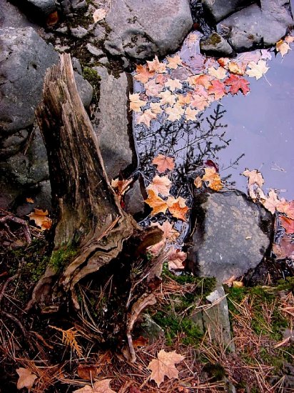 Fall leaves--#3