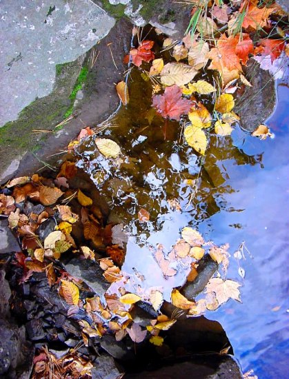 Fall leaves--#4