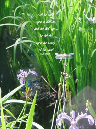 Dragonfly Wings**8"x10" **Framed Art**Psalm 18:10