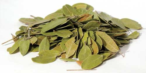 1lb Bearberry Whole (Uva Ursi)
