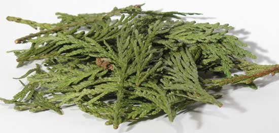 1lb Cedar Tips