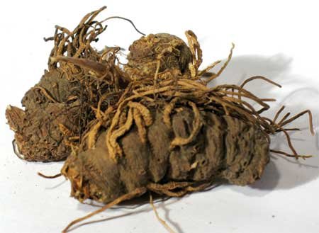 1lb Low John Root