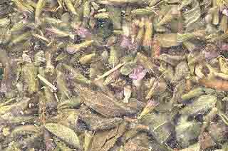 1lb Pennyroyal Leaf Cut