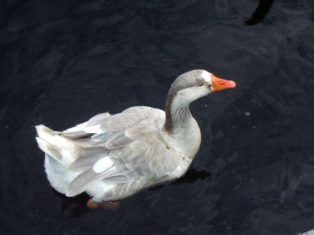 Rubber Ducky