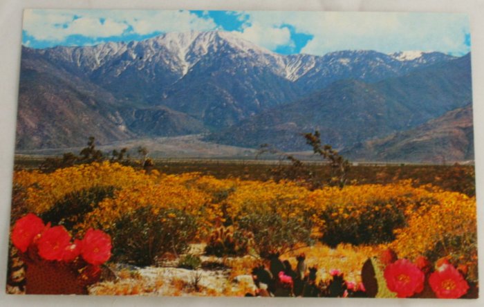 "Desert Wildflowers" VINTAGE POSTCARD Southwest US