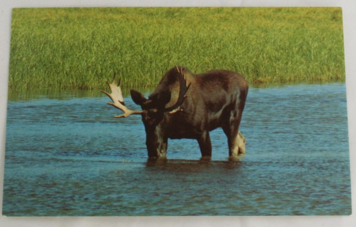 "Bull Moose" 50s VINTAGE POSTCARD Yellowstone