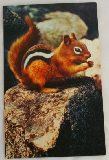 "Chipmunk" VINTAGE POSTCARD Western United States