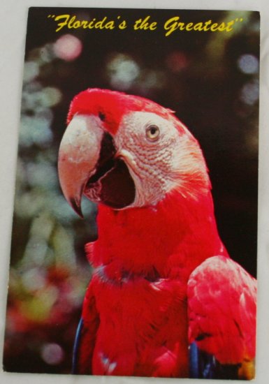 "Parrot Jungle" VINTAGE POSTCARD Miami Florida