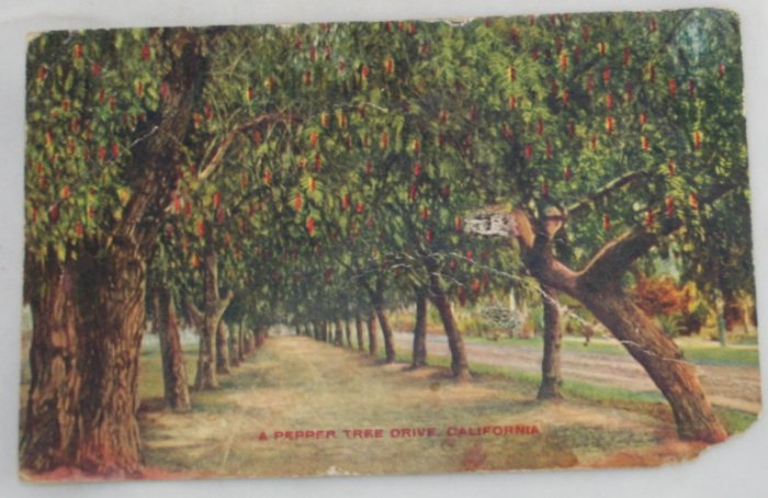 Hand Colored Postcard VINTAGE POSTCARD Southern CA