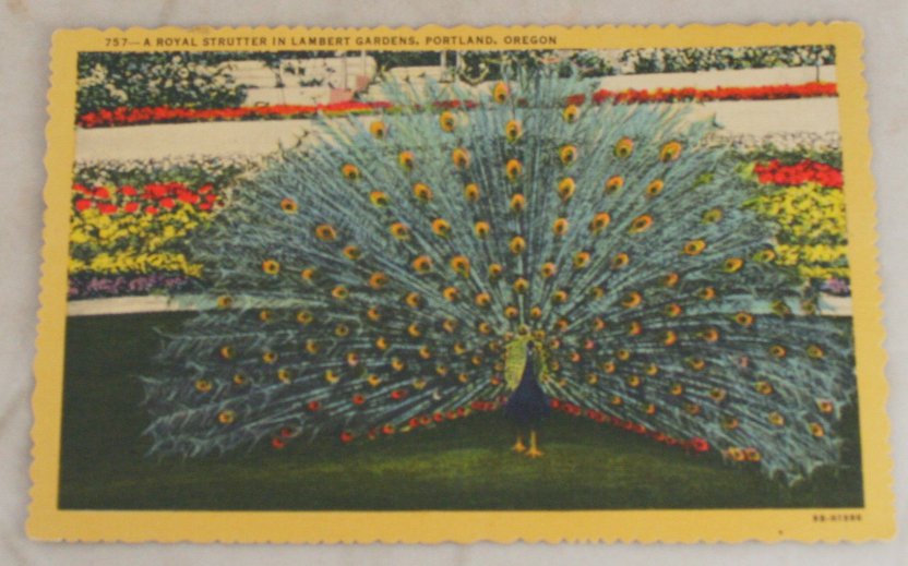 VINTAGE POSTCARD Oregon,Portland,Lambert Garden Peacock 1949 Curteich