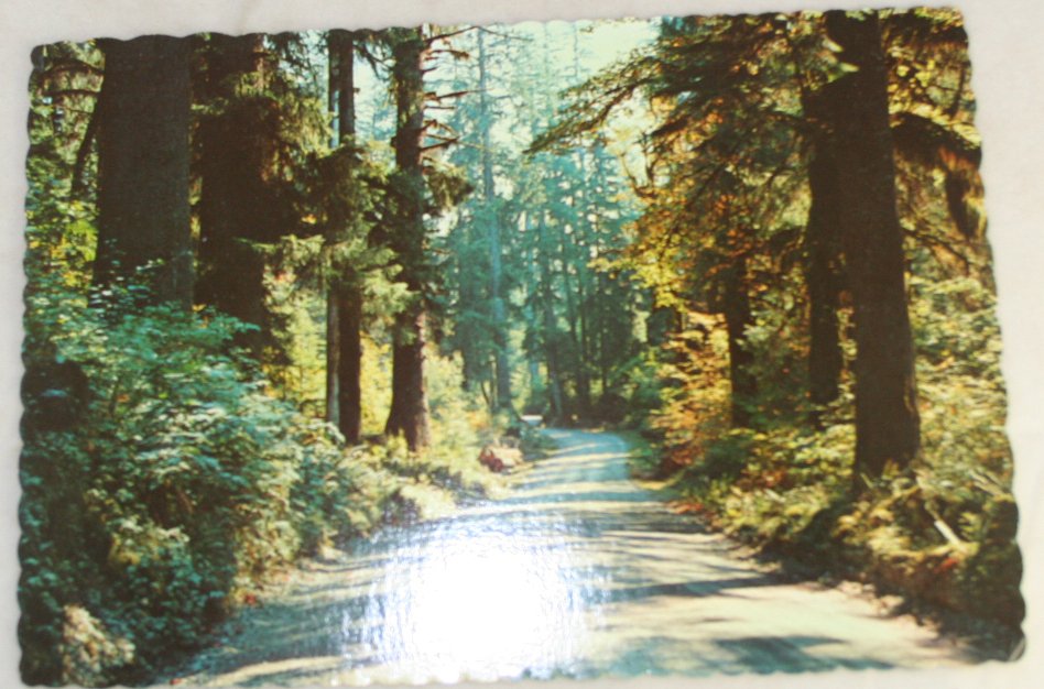 VINTAGE POSTCARD Washington,Olympic Peninsula,Hoh Forest